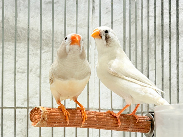 キリッとカッコイイ系ペア🐥🧡🐥キンカチョウ ペア(色変わり)