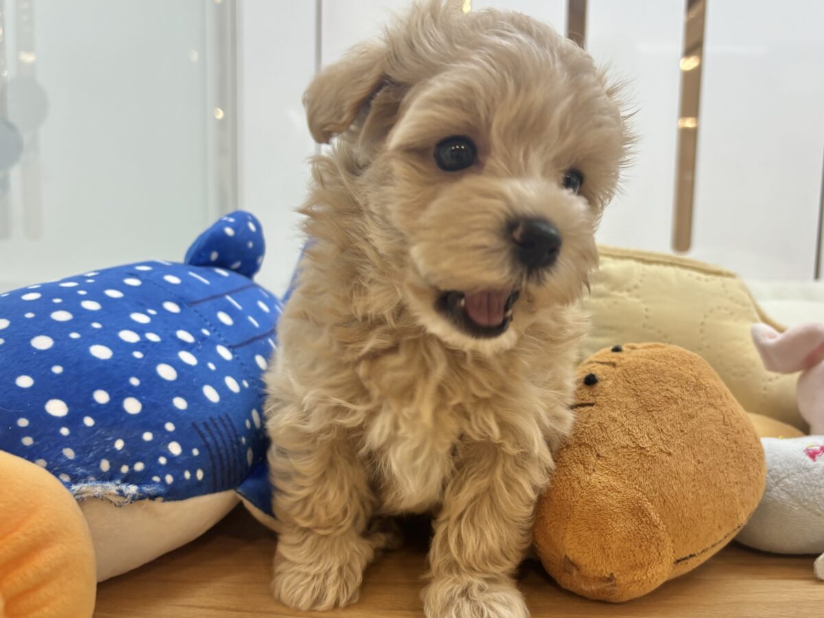マルプー