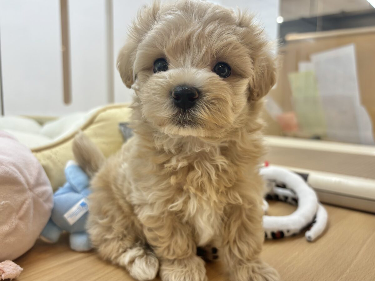 マルプー