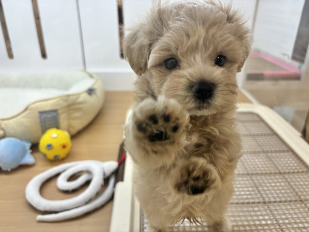 マルプー