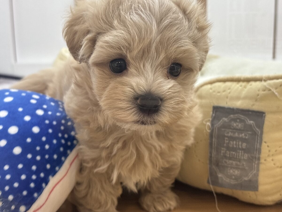 マルプー