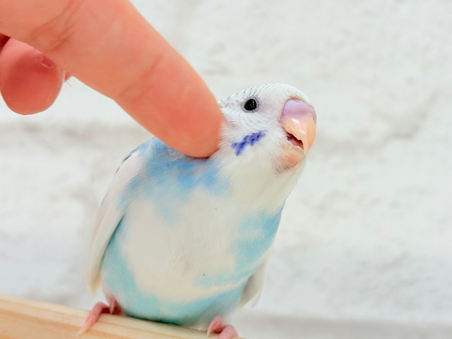 一歩、一歩仲良くなってる🐥💫セキセイインコ(パイド)
