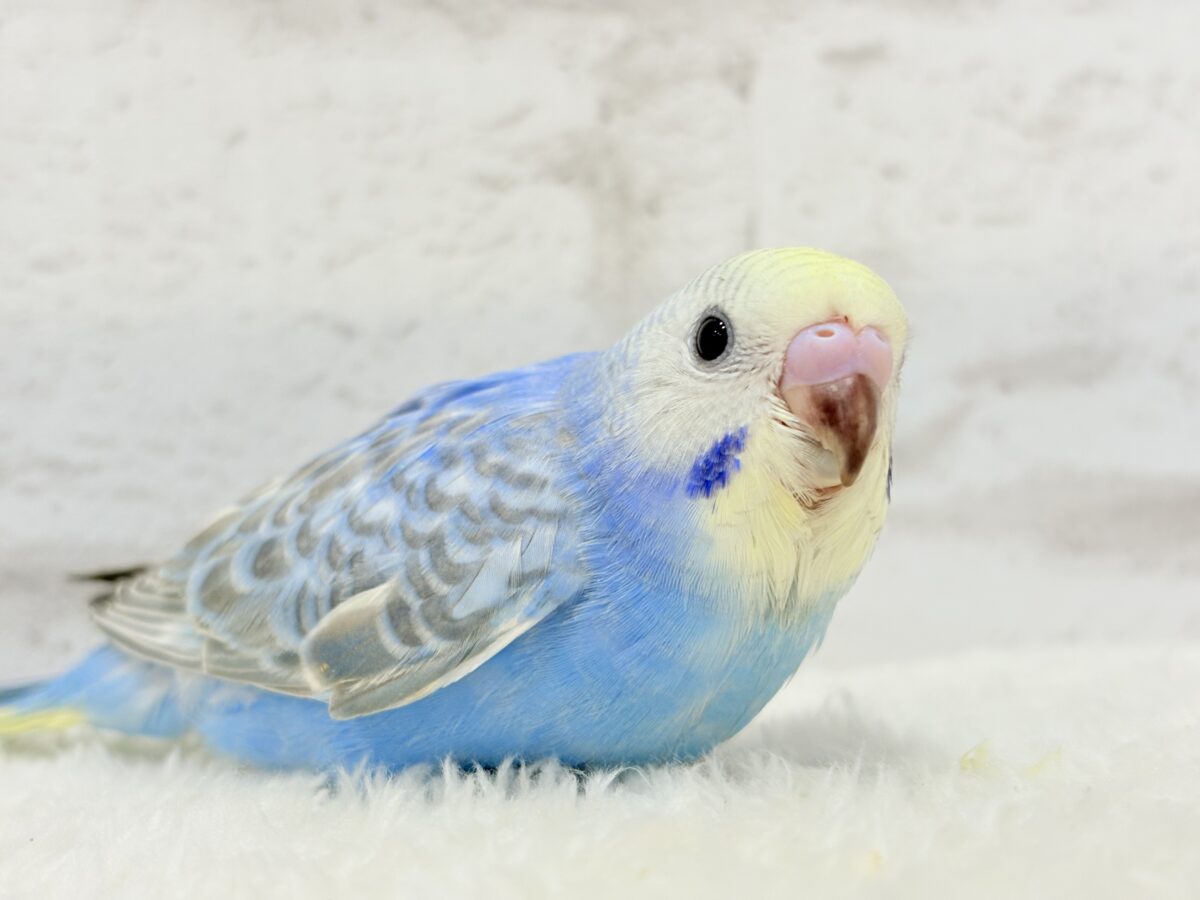 おめめくりくりむっちりボディ🐥💙セキセイインコ(パステルレインボー) ヒナ