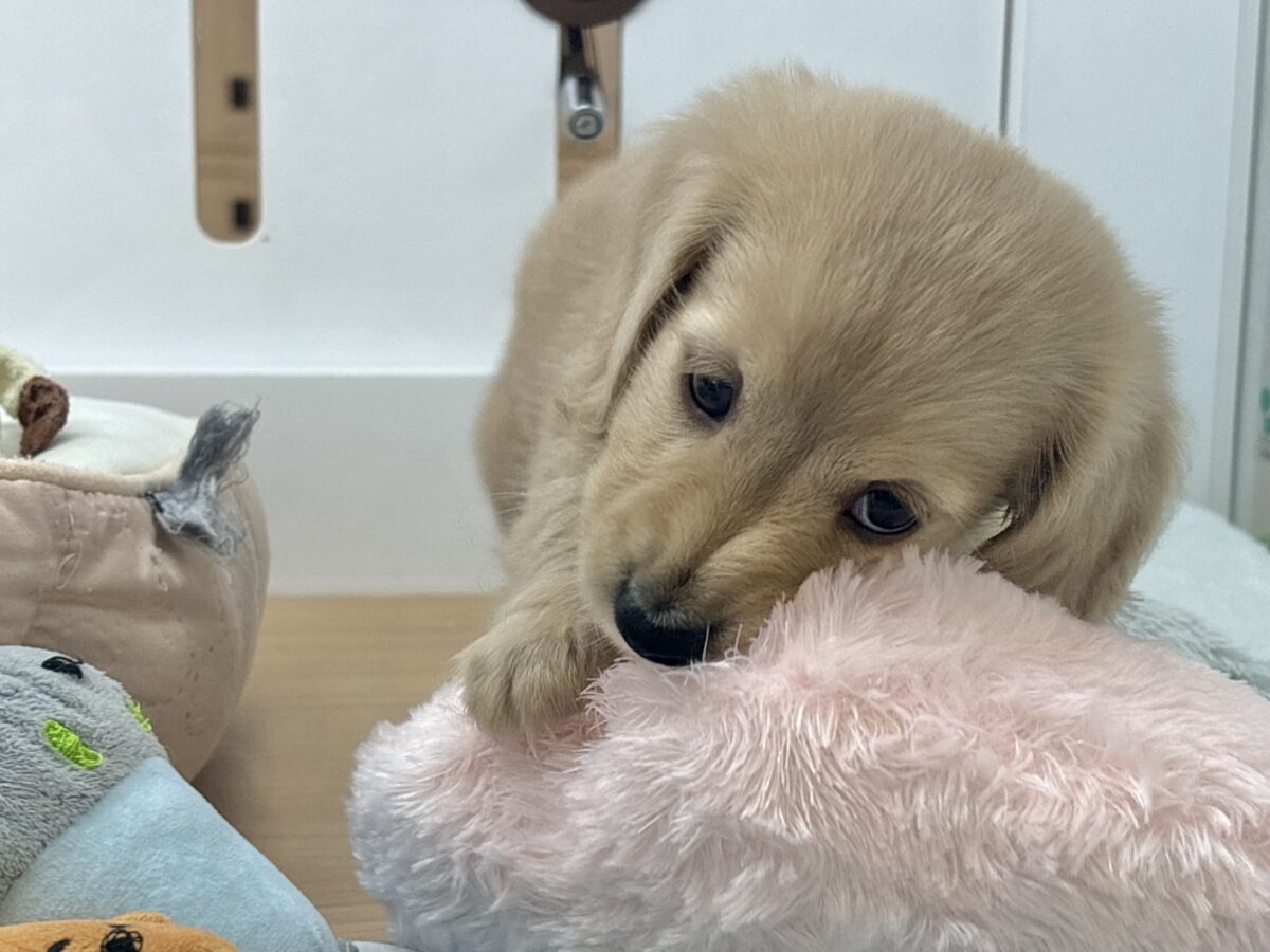 ミニチュアダックス