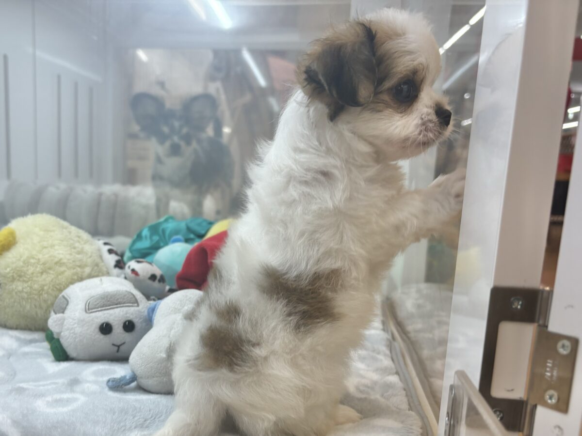 チワマル（マルチワ）