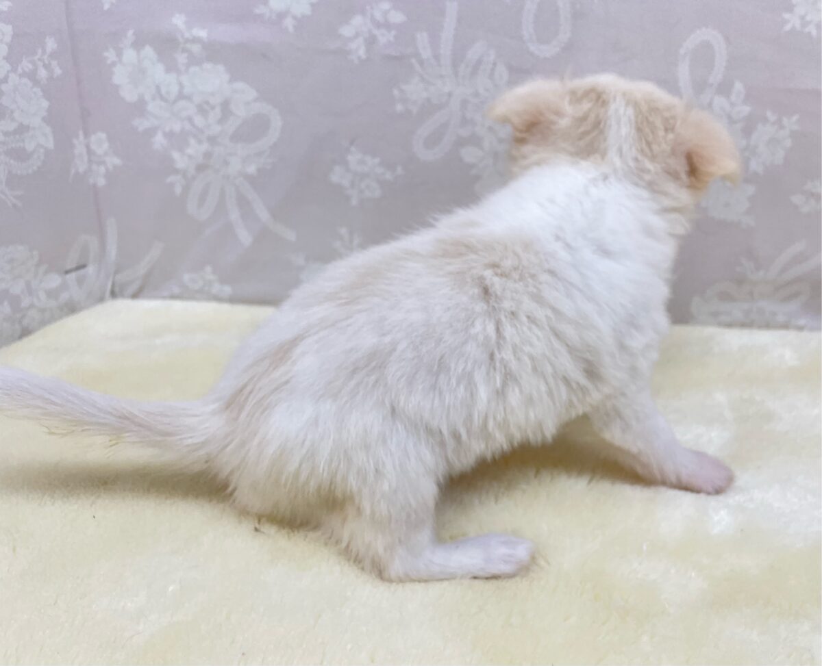 チワワ
