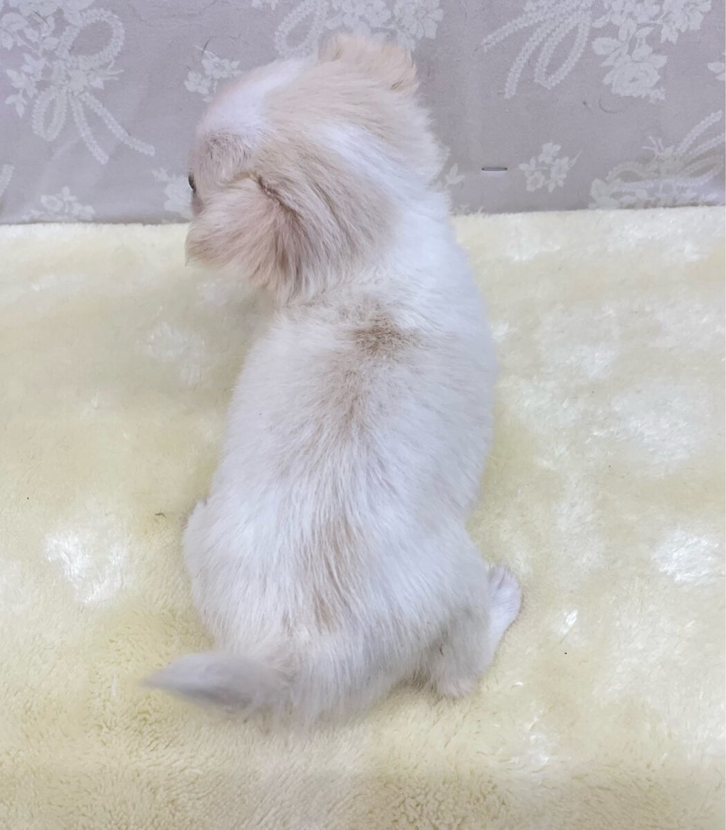 チワワ