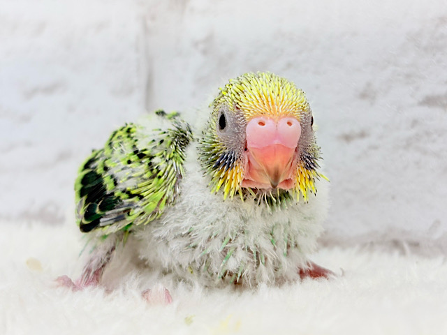 セキセイインコ界のドンになる！！！セキセイインコ(オパーリン) ヒナ