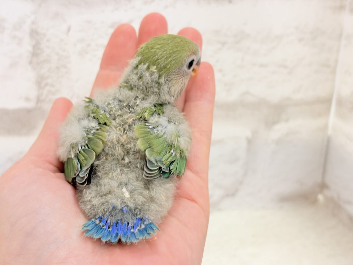コザクラインコ（小桜インコ）