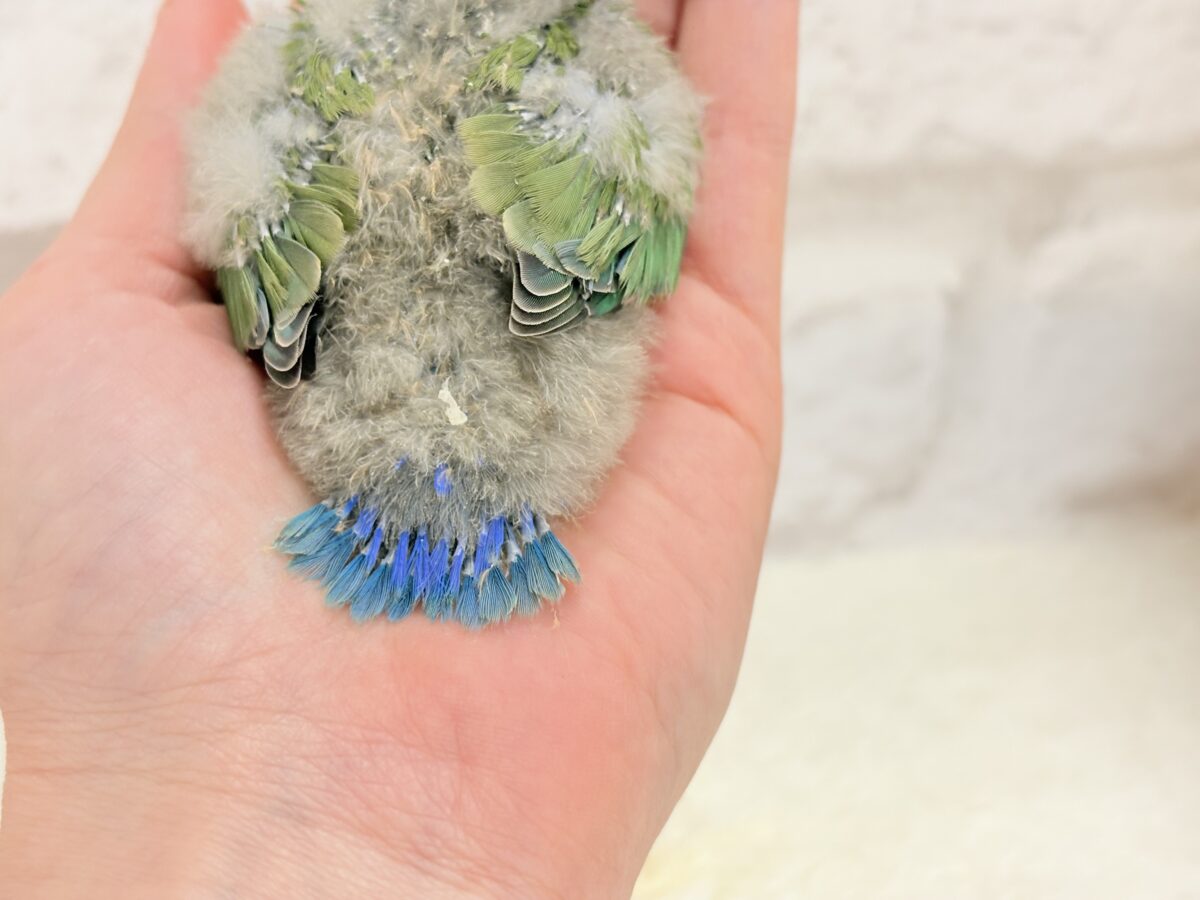 コザクラインコ（小桜インコ）
