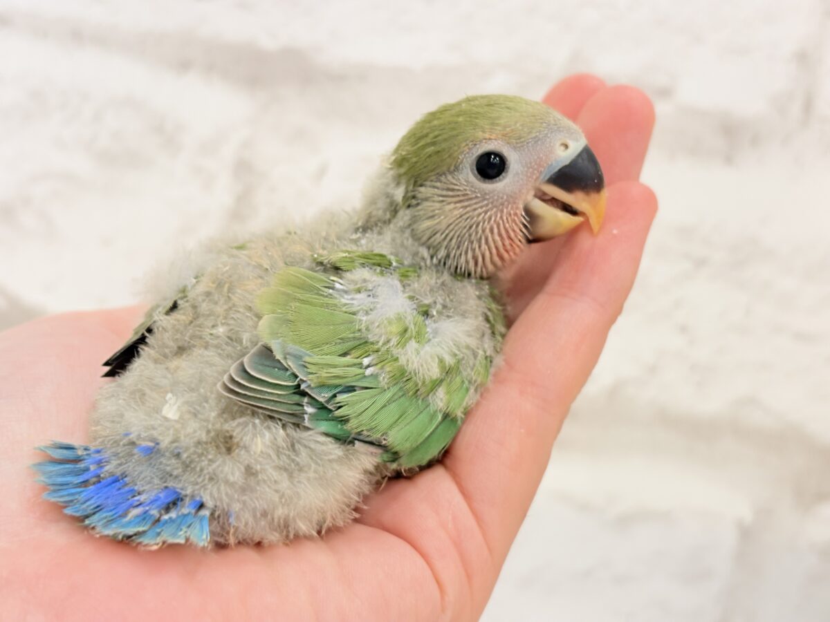 コザクラインコ（小桜インコ）