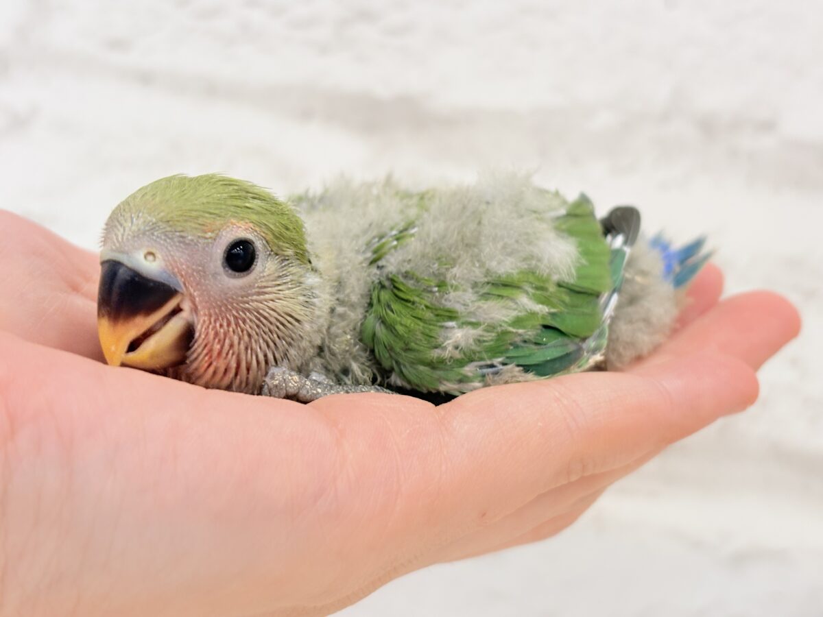 コザクラインコ（小桜インコ）