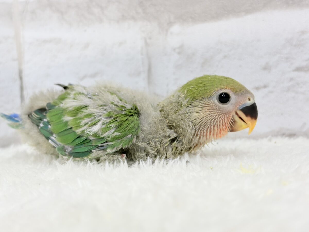 コザクラインコ（小桜インコ）