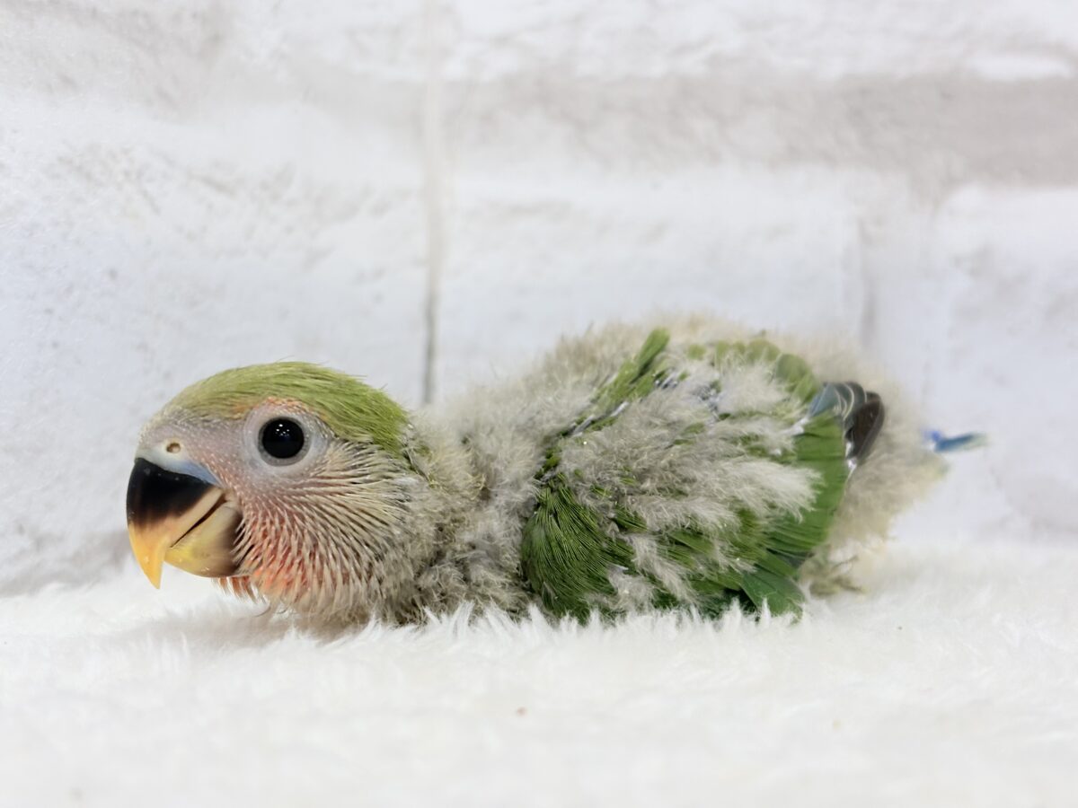 コザクラインコ（小桜インコ）