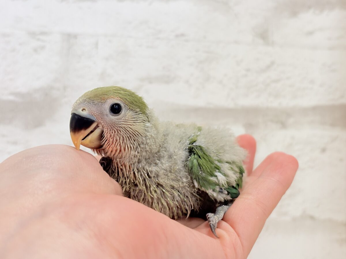 コザクラインコ（小桜インコ）