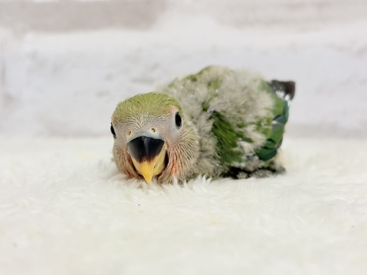 コザクラインコ（小桜インコ）