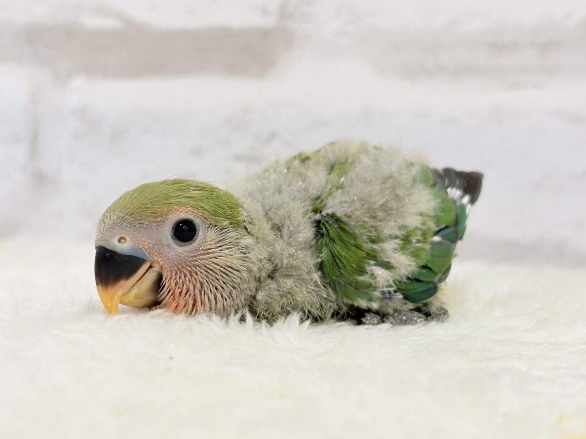 コザクラインコ（小桜インコ）
