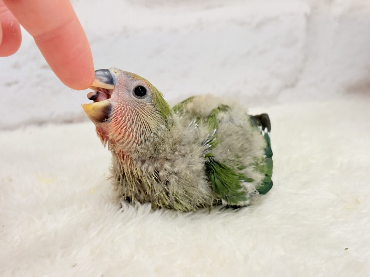 コザクラインコ（小桜インコ）