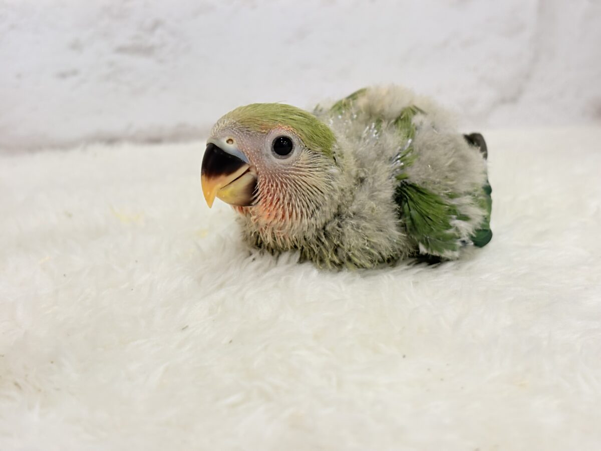 コザクラインコ（小桜インコ）