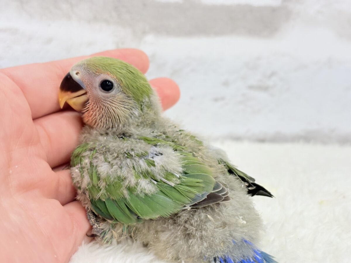 コザクラインコ（小桜インコ）
