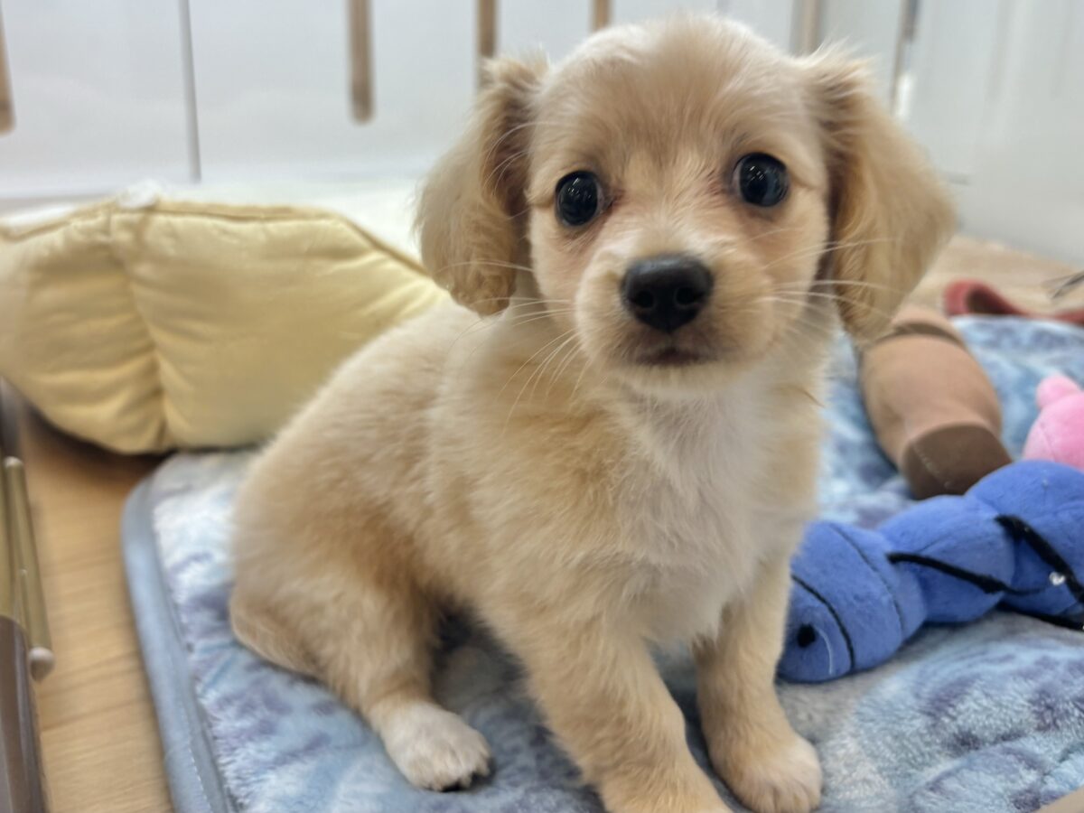 チワックス