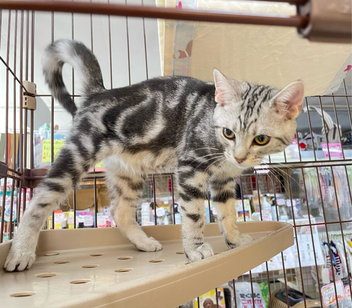 🐾.JUMPだにゃん🐾.*アメリカンショートヘアー(シルバータビー)💙男の子💙2026年5月16日生まれ アメリカンショートヘア