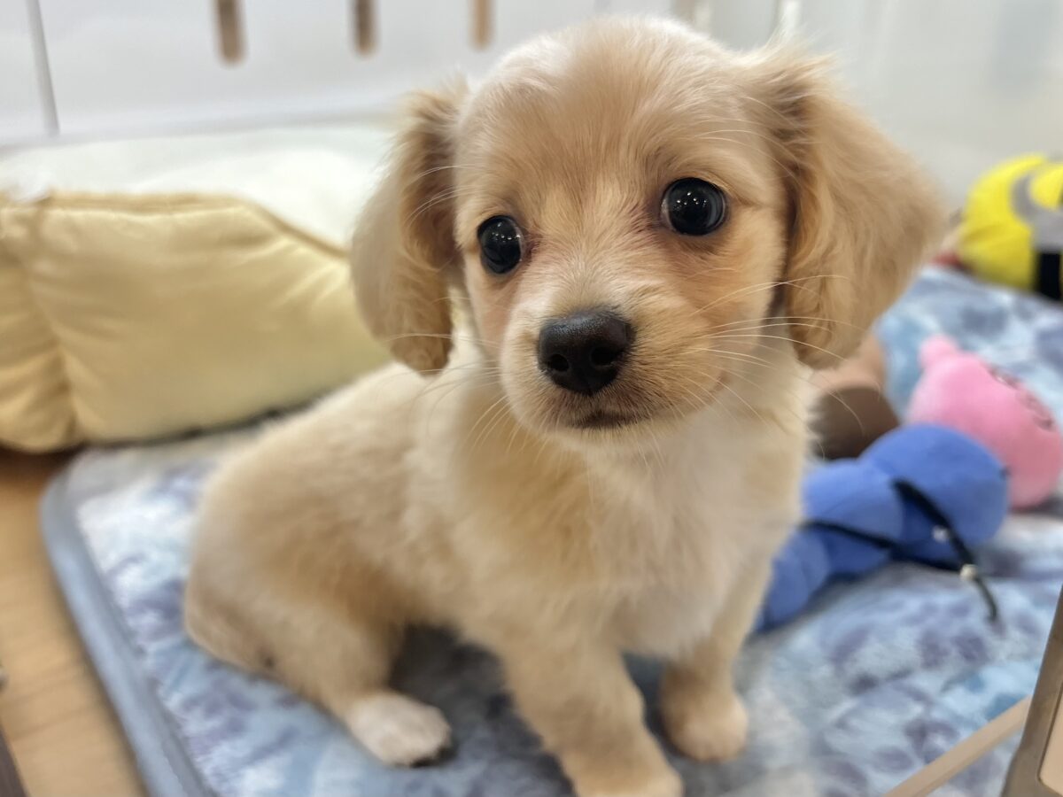 もっちもちボディーで大はしゃぎ♡チワックスちゃん！