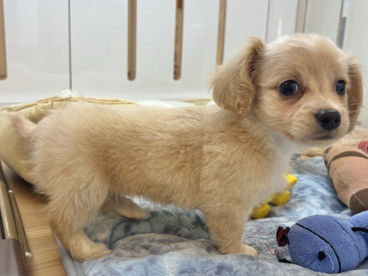 チワックス