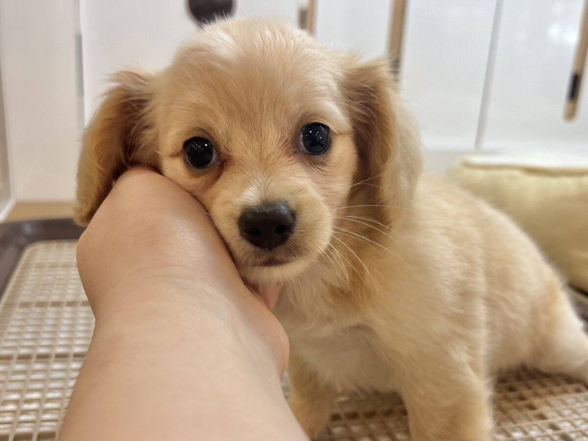 チワックス