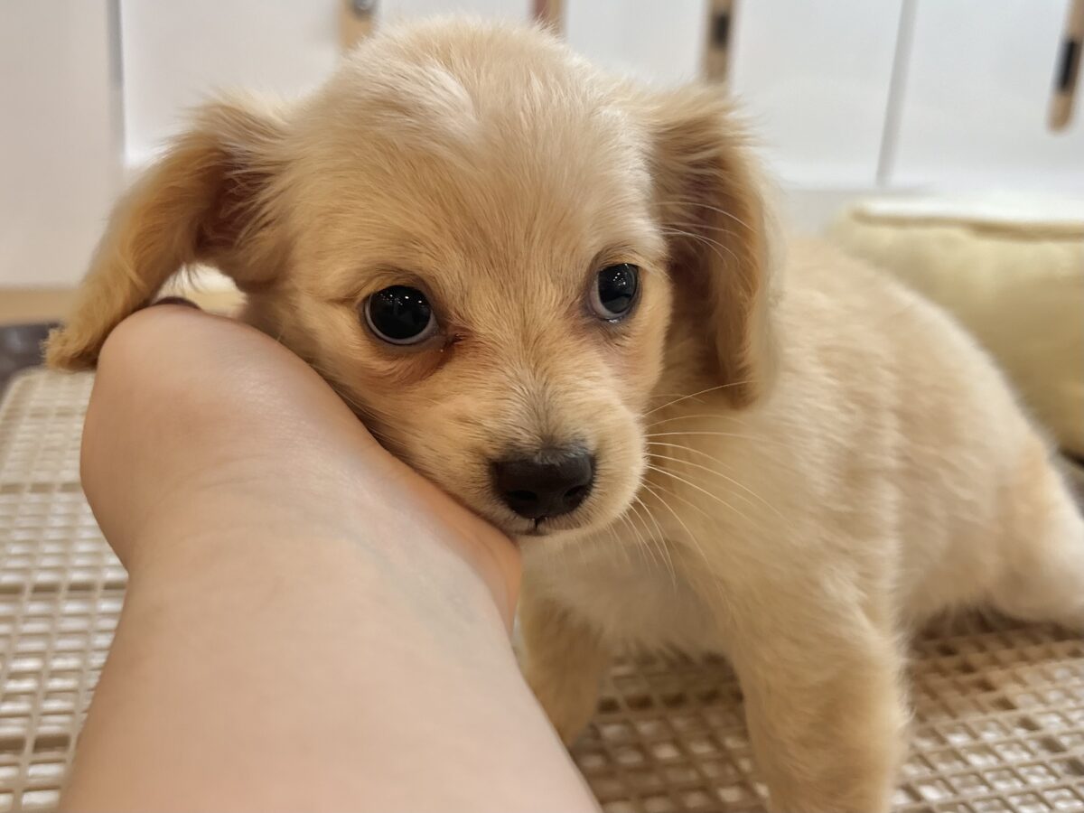 チワックス
