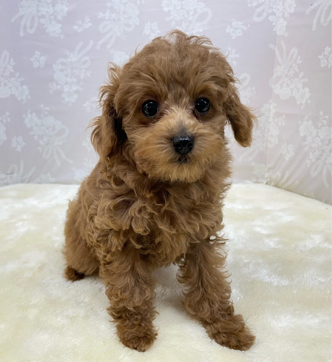 人気犬種ぷ〜ちゃん💖トイプードル(レッド)🌹女の子︎💕︎︎2026年7月4日生まれ トイプードル