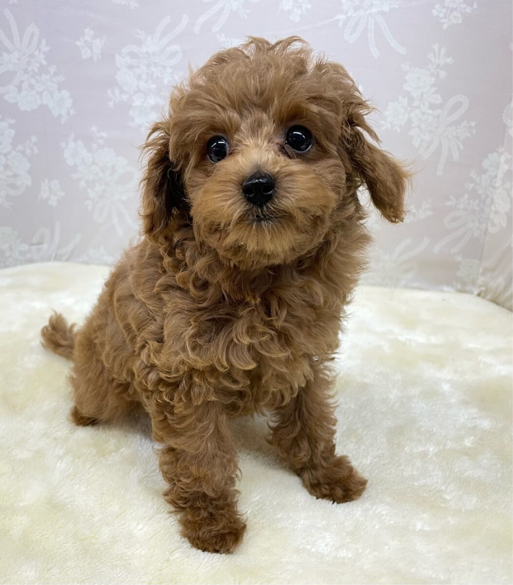 人気犬種ぷ〜ちゃん💖トイプードル(レッド)🌹女の子︎💕︎︎2026年7月4日生まれ 人気犬種ぷ〜ちゃん💖トイプードル(レッド)🌹女の子︎💕︎︎2026年7月4日生まれ