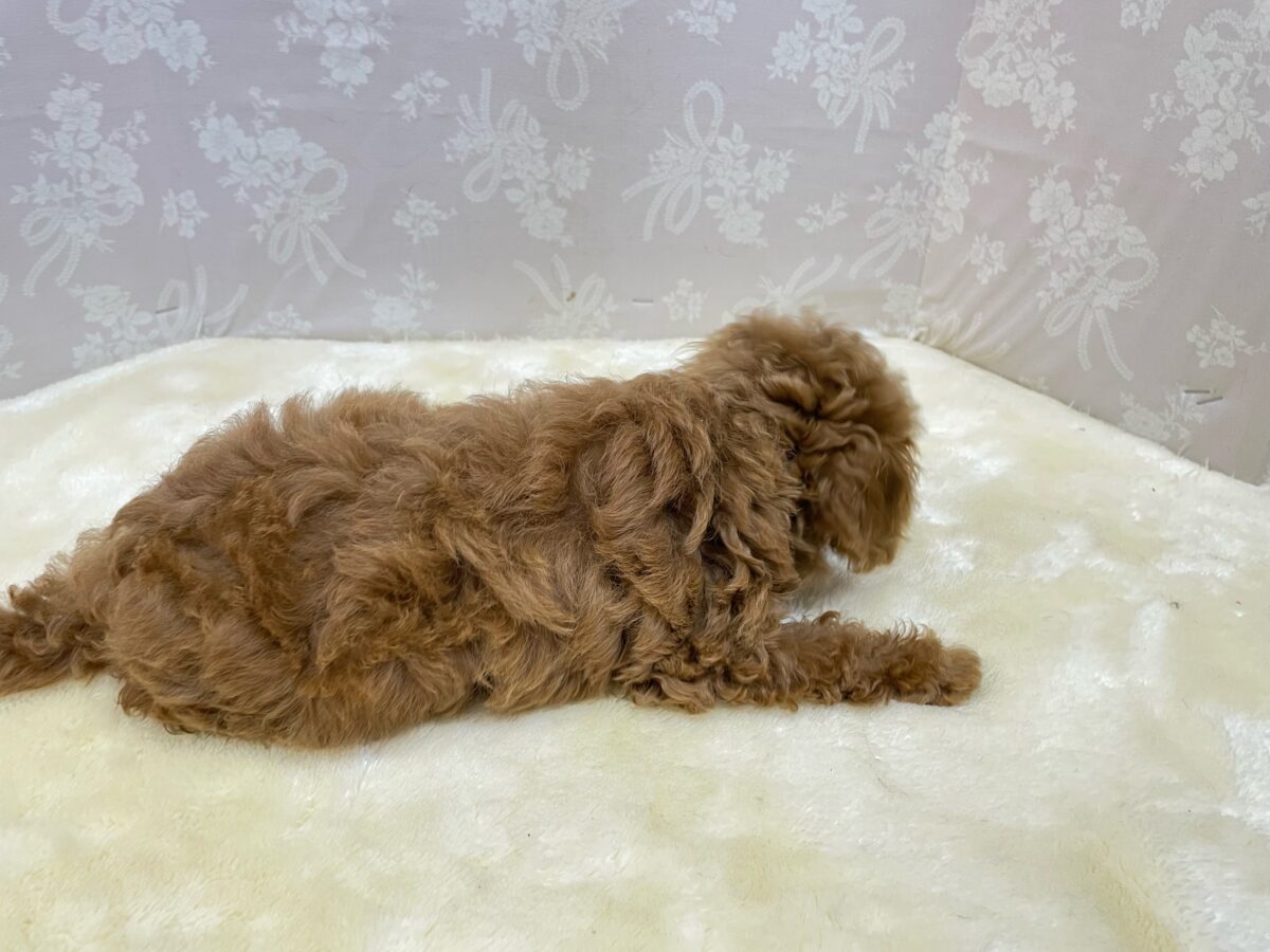 人気犬種ぷ〜ちゃん💖トイプードル(レッド)🌹女の子︎💕︎︎2026年7月4日生まれ トイプードル