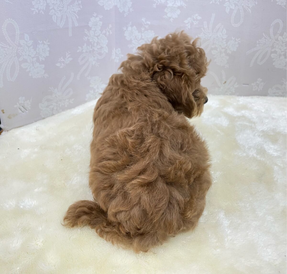 人気犬種ぷ〜ちゃん💖トイプードル(レッド)🌹女の子︎💕︎︎2026年7月4日生まれ トイプードル