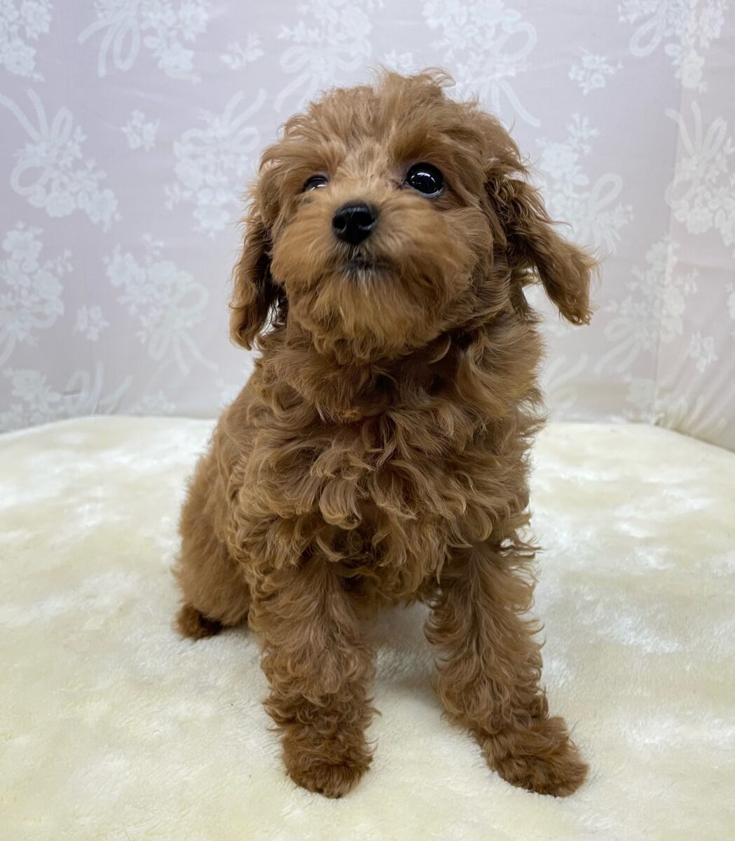 人気犬種ぷ〜ちゃん💖トイプードル(レッド)🌹女の子︎💕︎︎2026年7月4日生まれ トイプードル