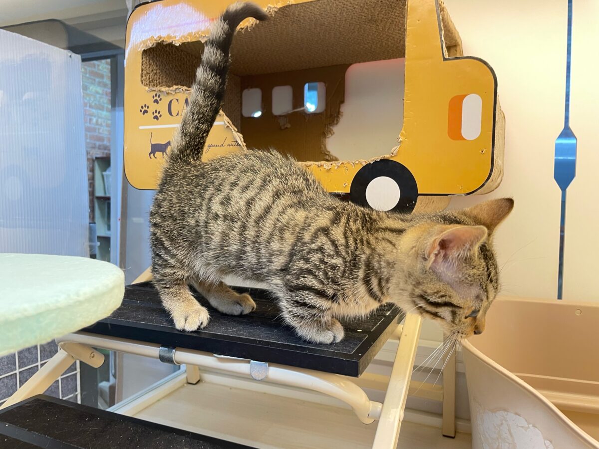 マンチカン