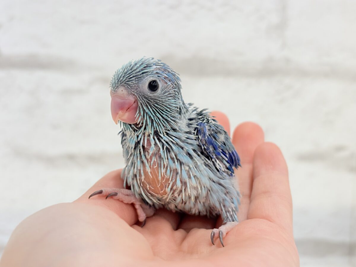 マメルリハ