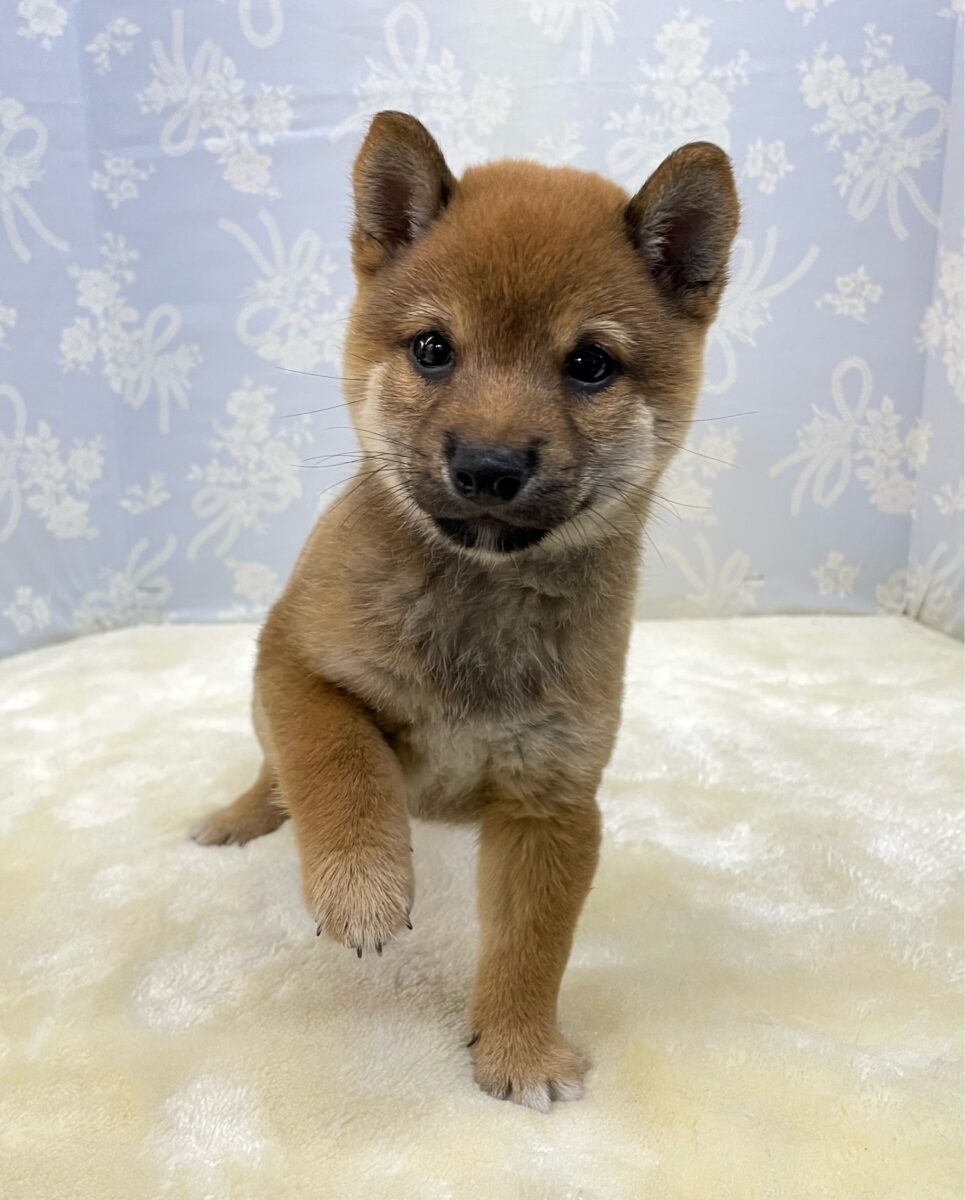 ✨豆柴登場✨豆柴犬(赤)♦️男の子💙2026年8月8日生まれ ✨豆柴登場✨豆柴犬(赤)♦️男の子💙2026年8月8日生まれ
