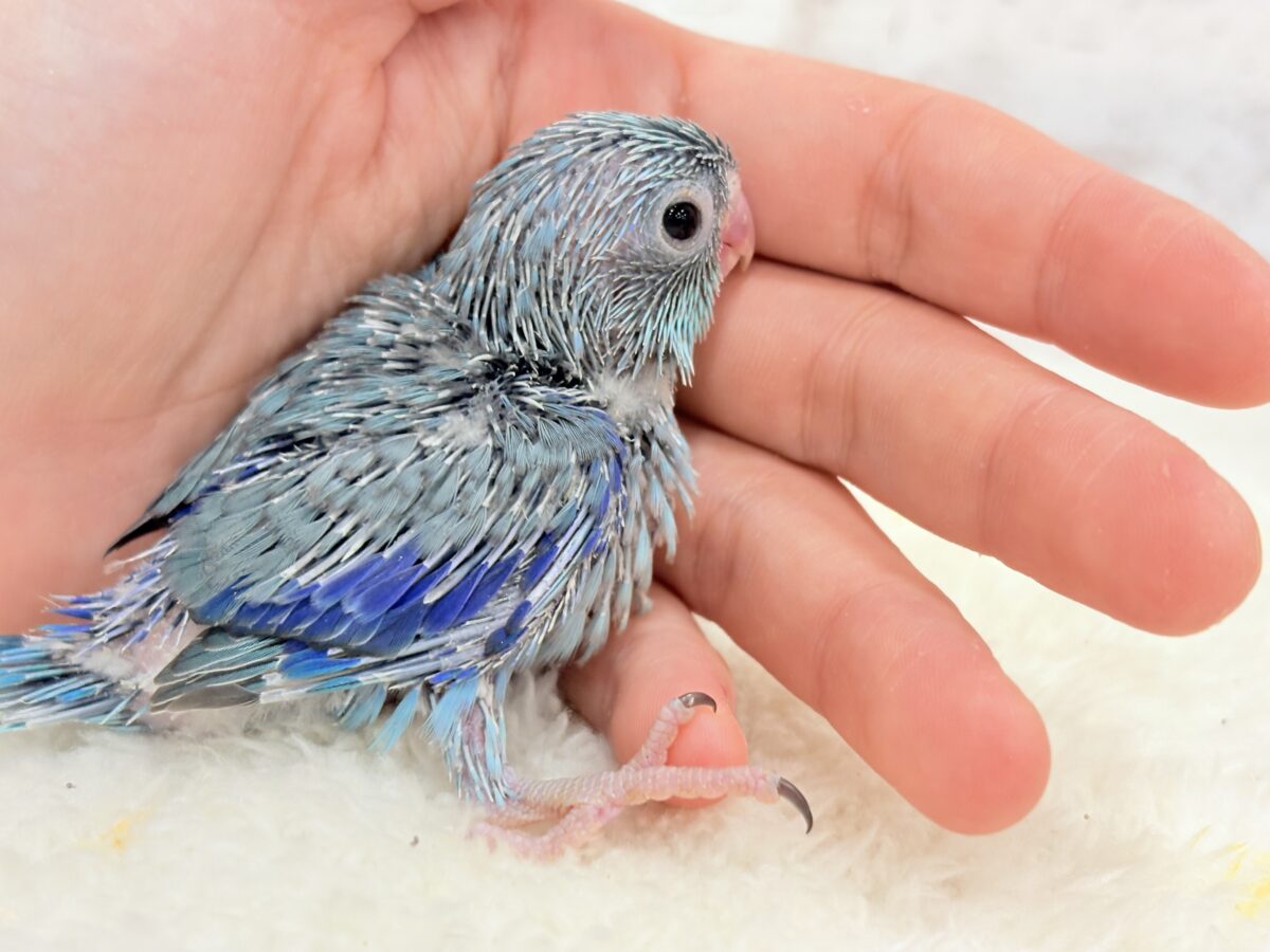 マメルリハ