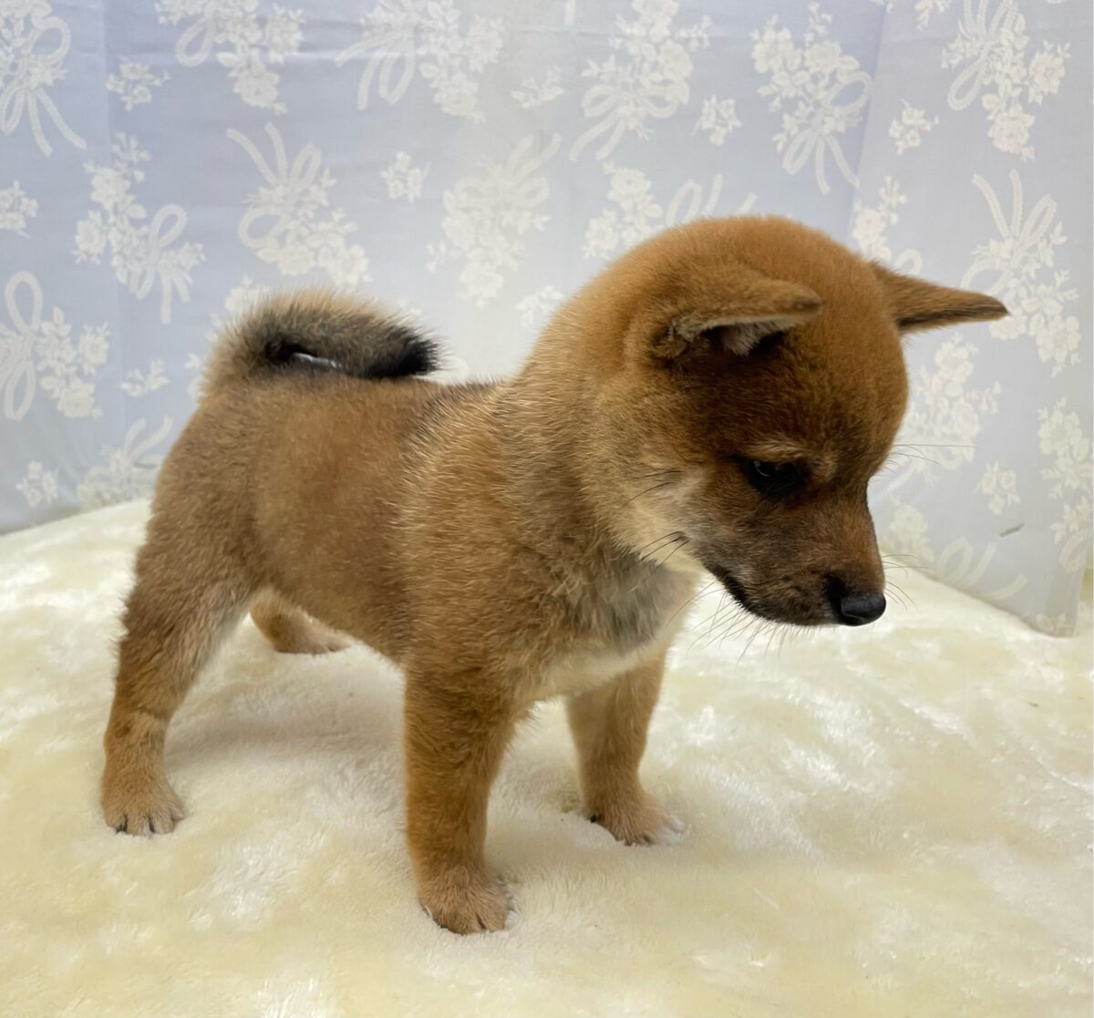 ✨豆柴登場✨豆柴犬(赤)♦️男の子💙2026年8月8日生まれ 豆柴