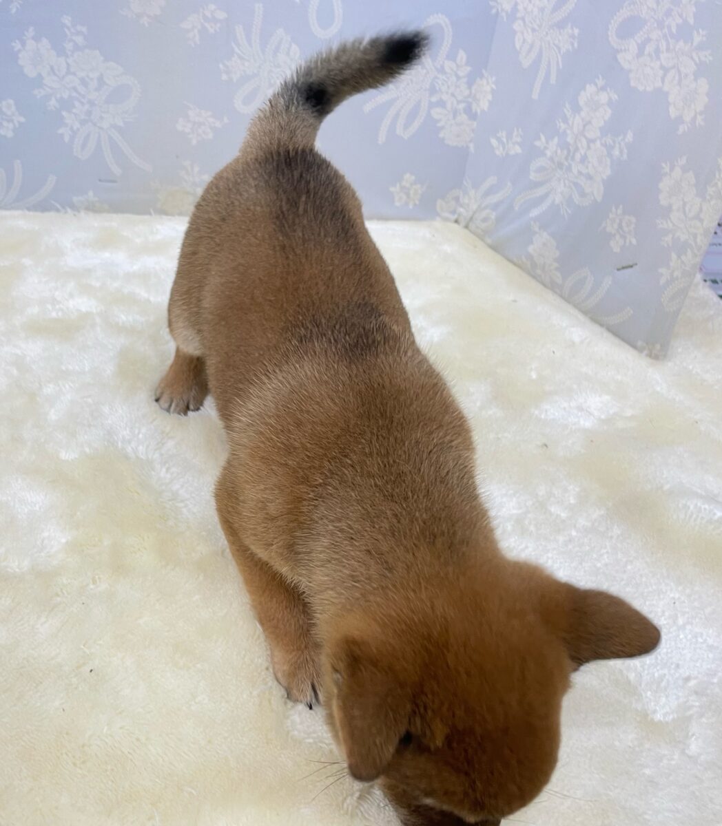 ✨豆柴登場✨豆柴犬(赤)♦️男の子💙2026年8月8日生まれ 豆柴