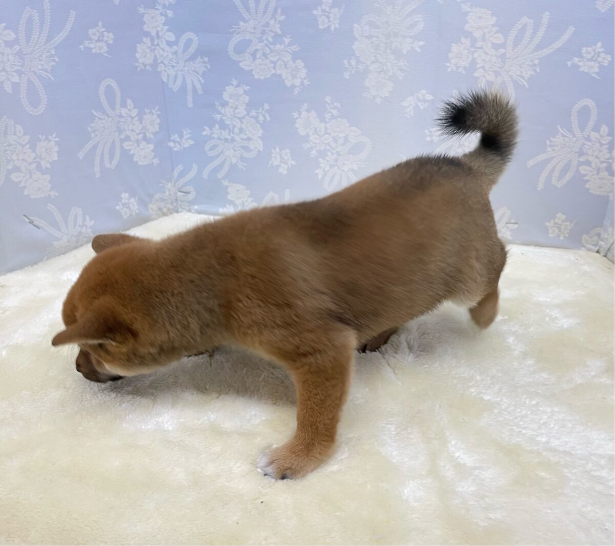✨豆柴登場✨豆柴犬(赤)♦️男の子💙2026年8月8日生まれ 豆柴