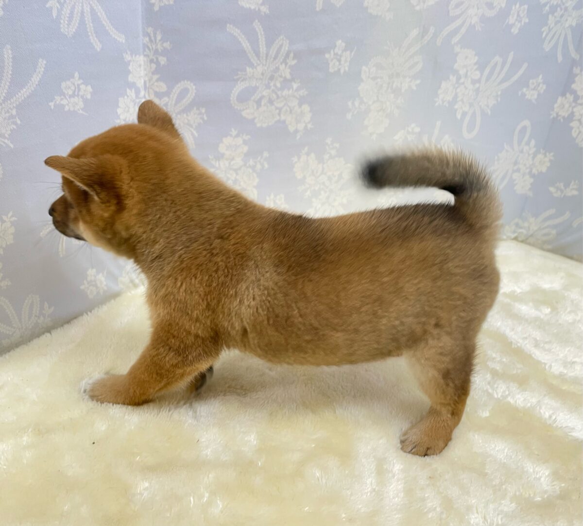 ✨豆柴登場✨豆柴犬(赤)♦️男の子💙2026年8月8日生まれ 豆柴