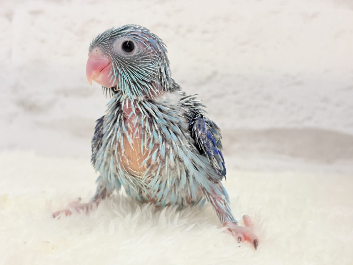マメルリハ