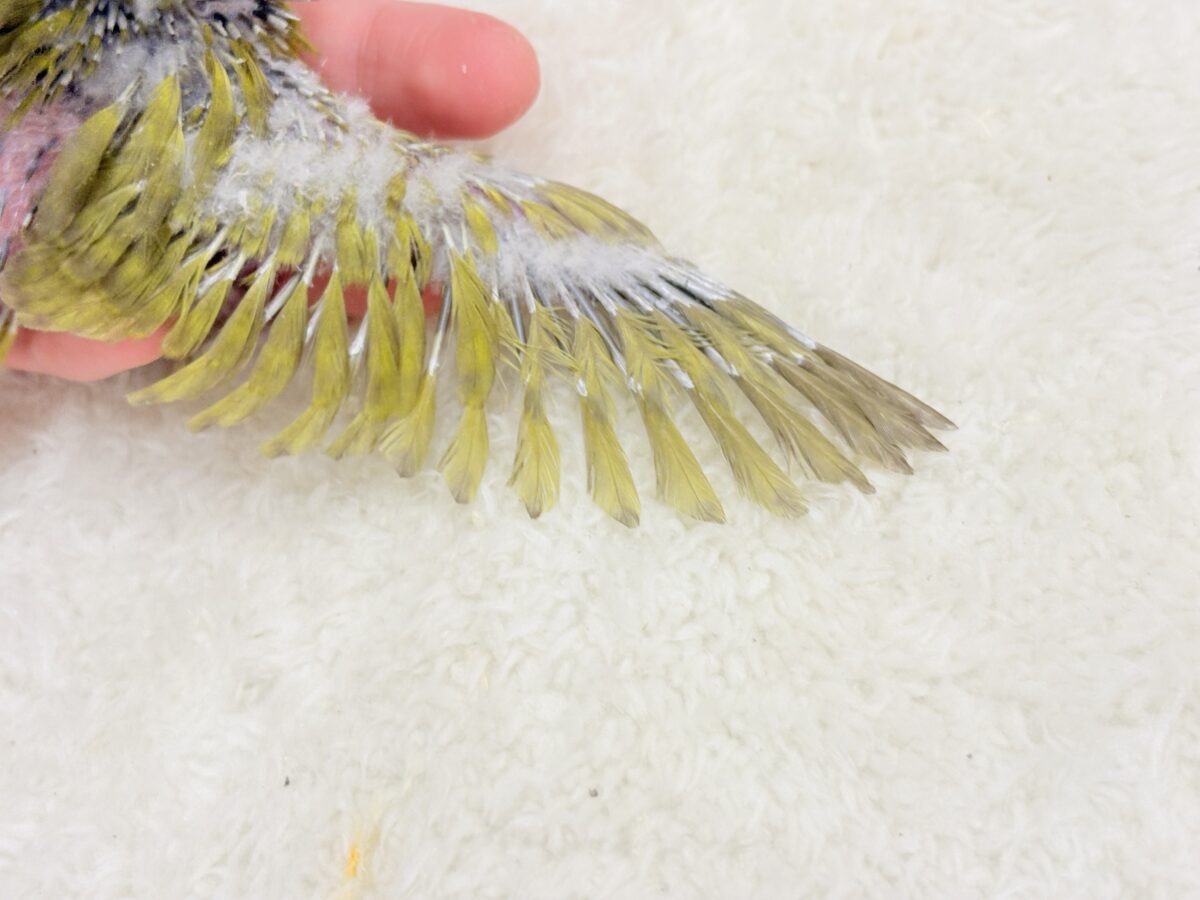 サザナミインコ