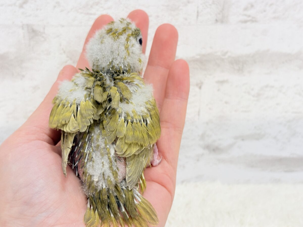 サザナミインコ