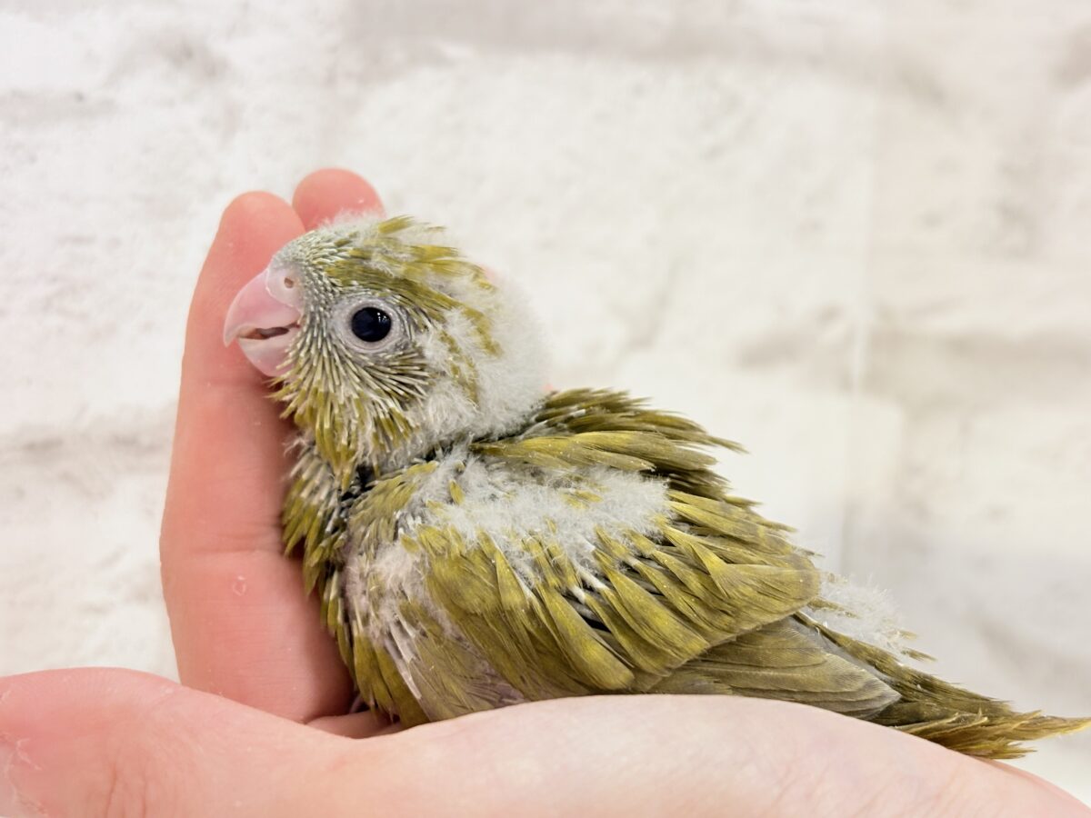 サザナミインコ