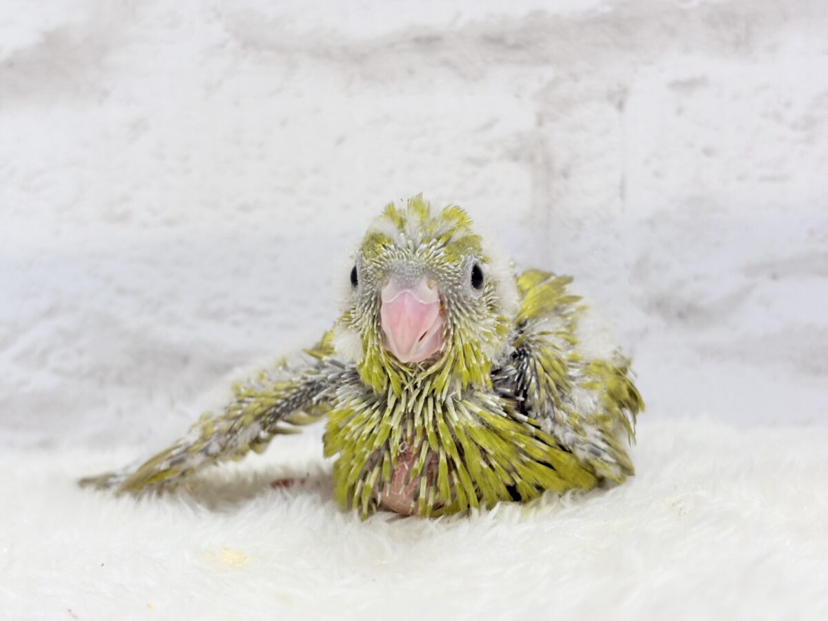 サザナミインコ