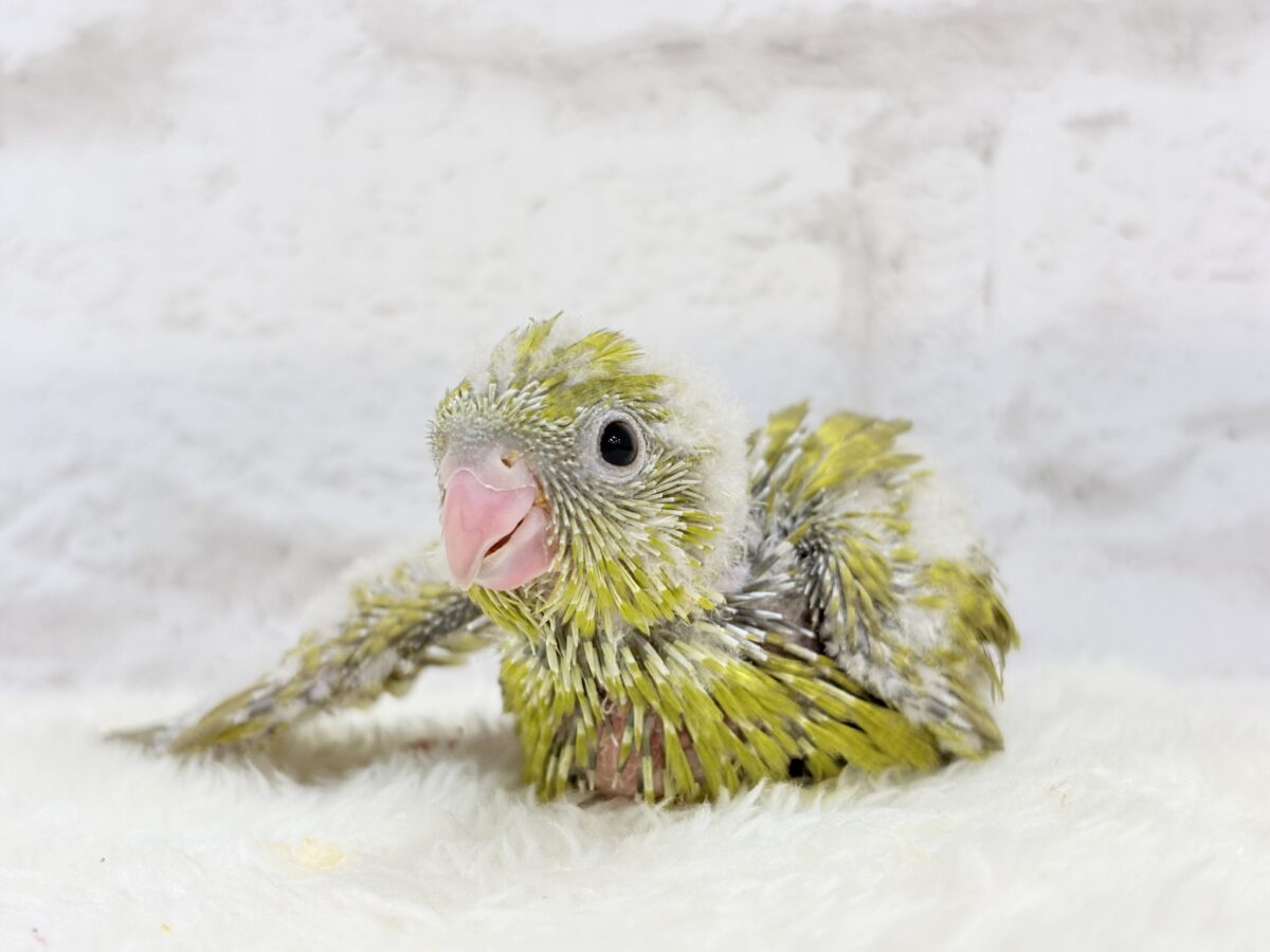 サザナミインコ
