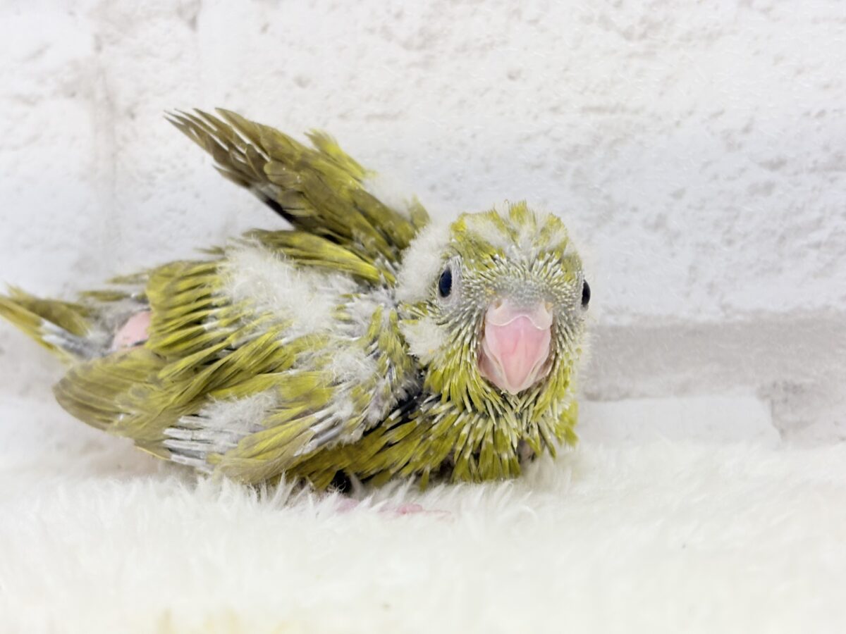 サザナミインコ